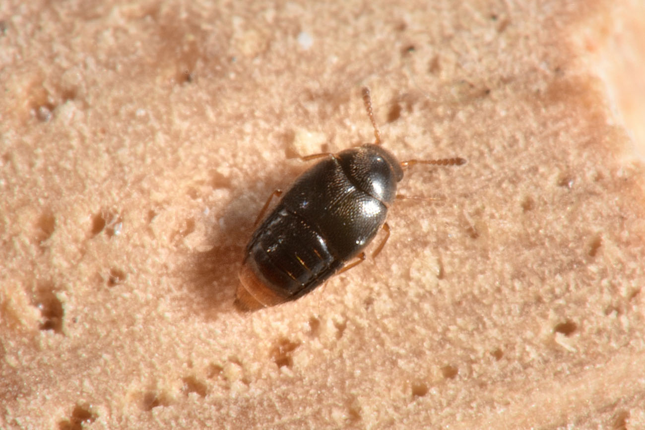 Staphylinidae: Holobus apicatus